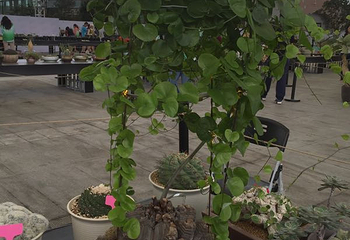 上海多肉植物展第 14 张图片