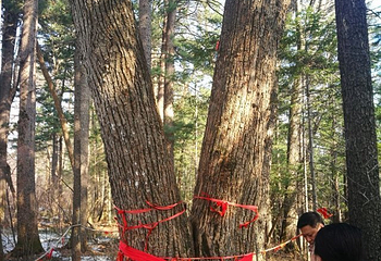 长白山原始萨满部落第 23 张图片