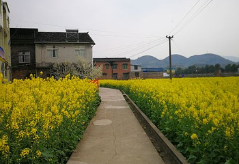 南川北固油菜花基地第 8 张图片