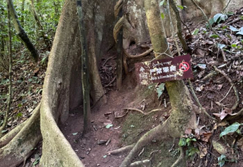 西双版纳热带雨林国家公园望天树景区第 143 张图片