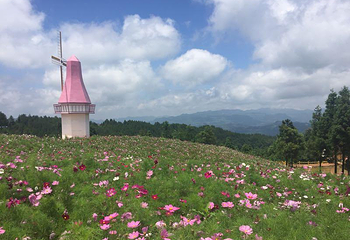 苏马荡大花谷景区第 24 张图片