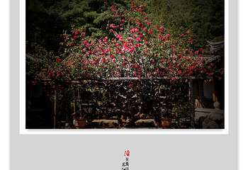 玉峰寺第 13 张图片
