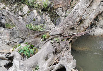 海南百花岭热带雨林文化旅游区第 52 张图片