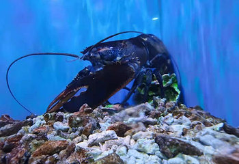 武汉东湖海洋世界第 35 张图片