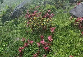 海南白石岭旅游区第 123 张图片