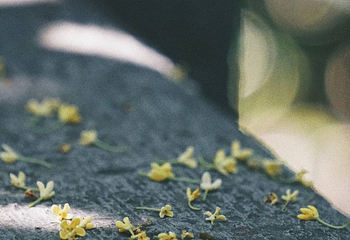 古林公园第 15 张图片