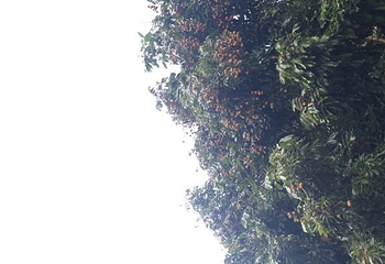 雁南飞茶田景区第 55 张图片