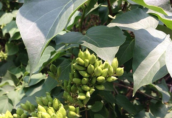 熊岳植物园第 9 张图片