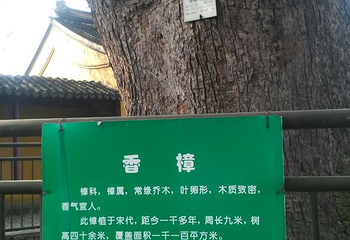 古樟植物园第 27 张图片