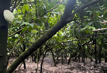 兴隆热带植物园第 95 张图片