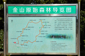 金山原始森林第 19 张图片