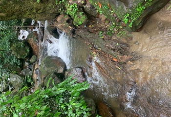 莫里热带雨林景区第 56 张图片