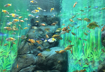 上海海洋水族馆第 211 张图片