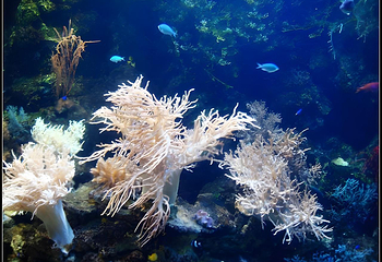 老虎滩海洋公园第 57 张图片