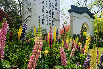 西溪国家湿地公园第 4 张图片