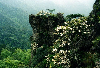 箬寮原始林第 24 张图片