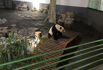 下渚湖熊猫园第 23 张图片