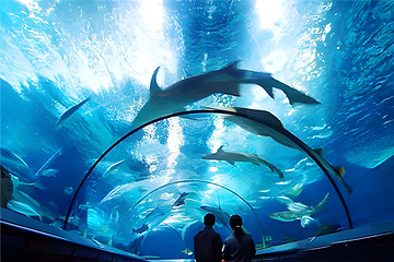 上海海洋水族馆第 208 张图片