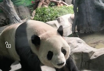 灵玲国际马戏城第 130 张图片