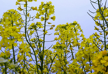 蔡甸消泗油菜花第 35 张图片
