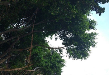 鹭江悠游（旅游客运码头）第 8 张图片