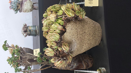 上海多肉植物展第 21 张图片