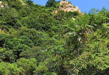 八仙山自然保护区第 26 张图片