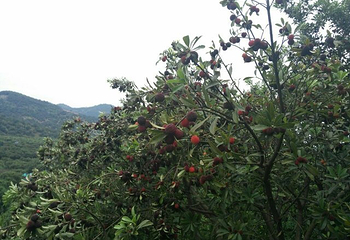 慈溪市圈圈杨梅生态观光园第 9 张图片
