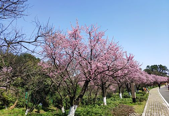 超山风景名胜区第 43 张图片