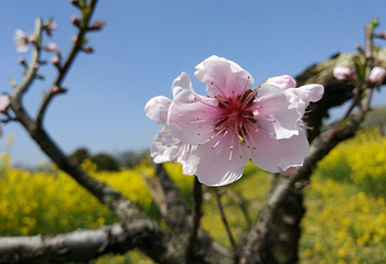 南汇桃花村第 26 张图片