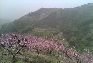 九坑桃花源第 4 张图片