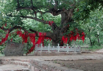 前南峪生态观光旅游区第 23 张图片
