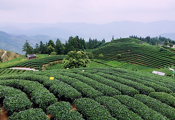 仙人山景区第 45 张图片