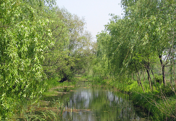 溱湖国家湿地公园第 64 张图片