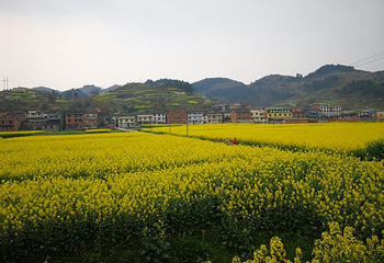 南川北固油菜花基地第 9 张图片
