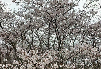 贵安樱花园第 46 张图片
