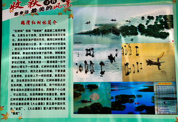 红树林第 5 张图片