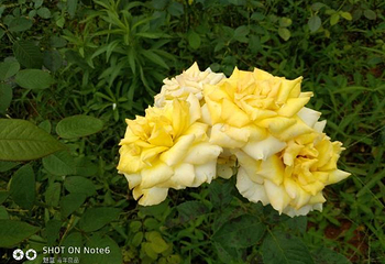 花花世界第 36 张图片
