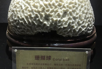 青岛滨海学院世界动物自然生态博物馆第 25 张图片