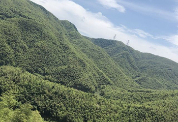 浙东大竹海景区第 30 张图片