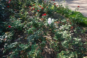 茶山樱花谷主题景区第 19 张图片