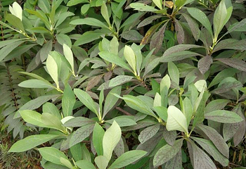 南阳五朵山第 31 张图片