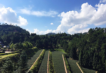 华祥苑茶庄园(珠塔村店)第 25 张图片