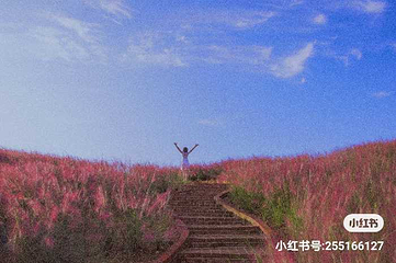雨花谷薰衣草庄园第 8 张图片