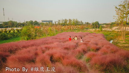 九龙湾花星球第 27 张图片