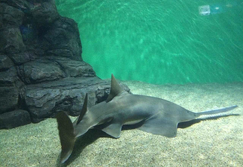 上海海洋水族馆第 218 张图片