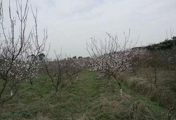 青白江杏花村第 17 张图片