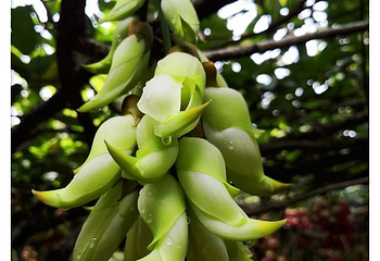 五彩禾雀花基地第 17 张图片