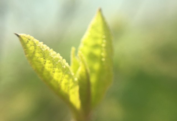 荻浦花海第 14 张图片