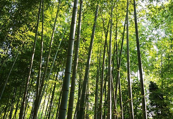 竹洞天风景区第 22 张图片